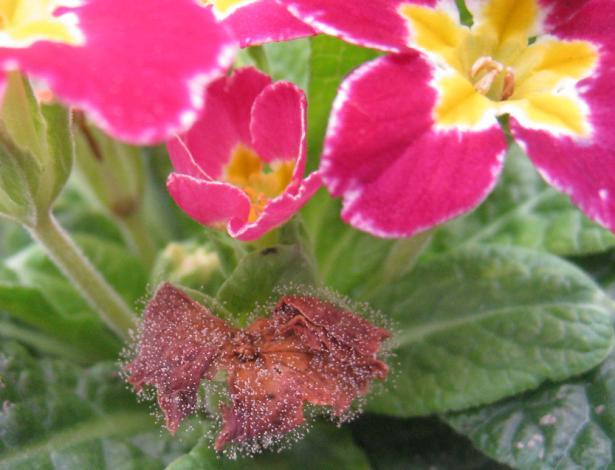 цвета Primula sp.