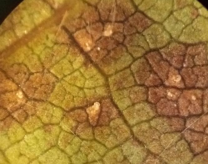 (Leaf spot of cherry) Ситне, пурпурне пеге на лицу листа трешње