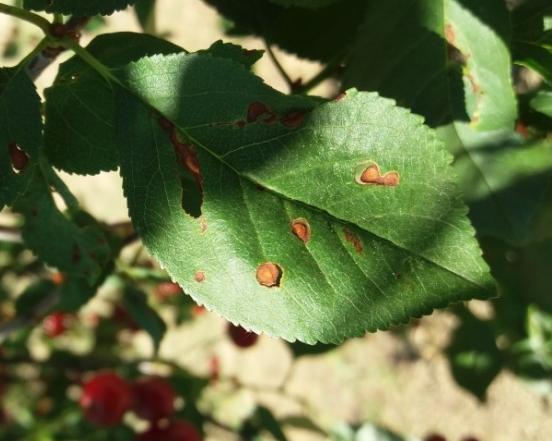 Род: Stigmina Stigmina carpophila Син.