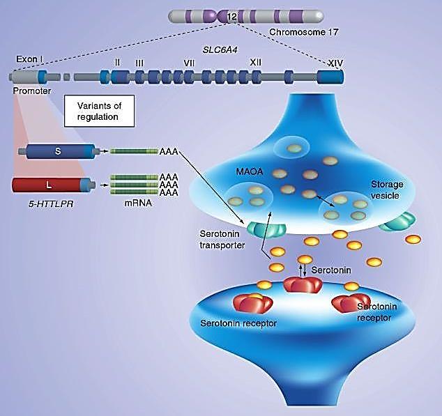 Polimorfna regija vezana za gen serotoninskog transportera od 14-16 kopija ponavljajuće sekvence duge 22 pb,