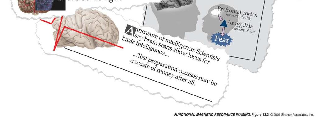 Потврдиле претпоставку о функционалној диференцијацији мозга. Дале прецизнију слику о локализацији појединих функција.