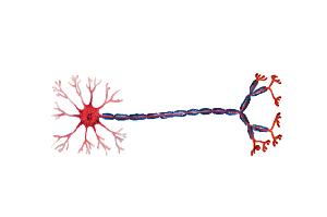 стимулација (TMS) EEГ (електроенцефалографија) Мерење електричне активности мозга помоћу већег броја експлораторних електрода везаних за полиграф који региструје електричну активност у мозгу.