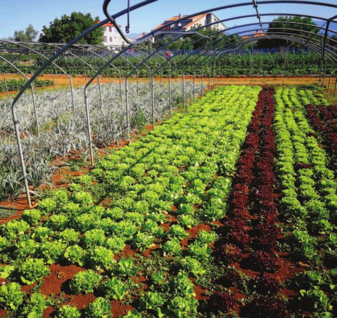 GOSPODARSTVO Današnje poljoprivredno gospodarstvo Ivana Šabalje u Portu Sad. Ovako bi moglo izgledati Dubašljansko polje za nekoliko godina kada se riješi navodnjavanje.