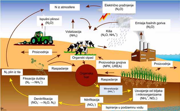 2.2. Nitrati Razvojem poljoprivrede te umjetnih gnojiva dovelo je do povećanog onečišćenja podzemnih voda procjeđivanjem oborinskih voda u tlo.