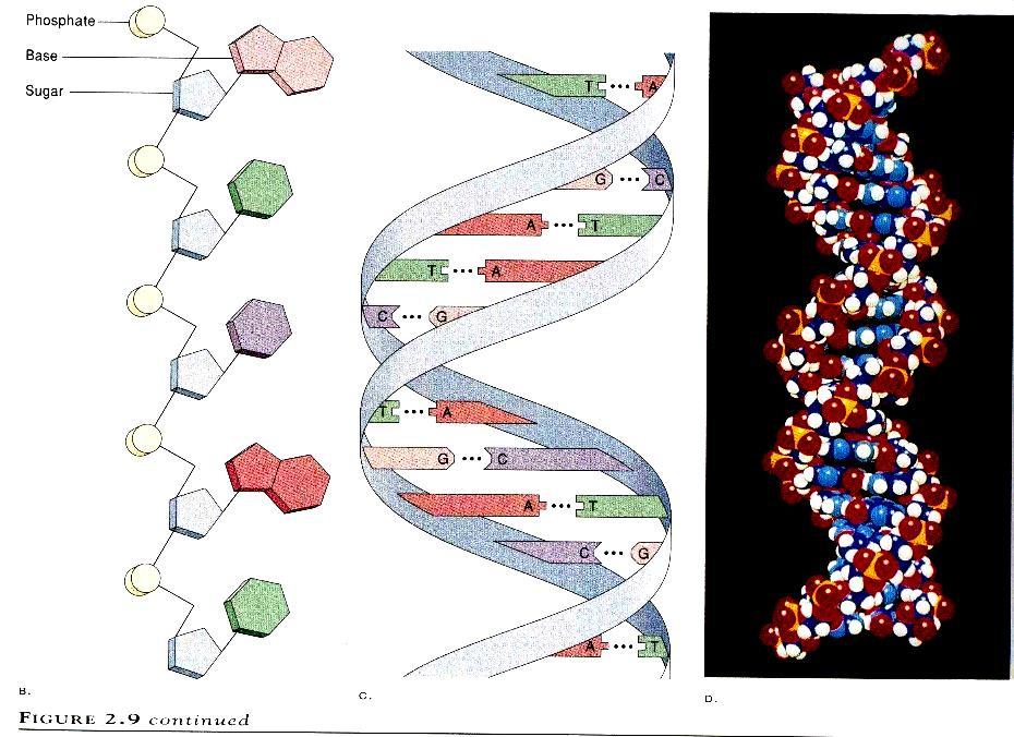 Molekularni biljezi odlomci molekule DNA za čiju