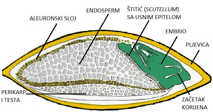 2.1. KEMIJSKI SASTAV ZRNA JEČMA Ječam pripada rodu Hordeum L.