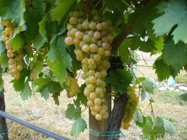 Plodovi se uglavnom koriste za vinifikaciju, ali su ugodno aromatični, pa se vrlo često konzumiraju i u svježem stanju, poput stolnog grožđa.