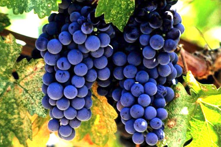 prosušivanja grožđa, a ima dobre karakteristike za proizvodnju mirnih suhih i slatkih vina, a često se proizvode i pjenušava i gazirana vina.