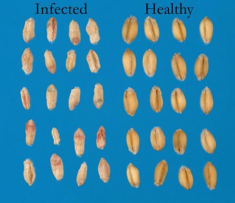 Slika 2: Razlika izmedju zaraženog i zdravog zrna pšenice (Izvor: http://www.apsnet.org/edcenter/intropp/lessons/fungi/ascomycetes/pages/fusarium.aspx) 2.1.3.