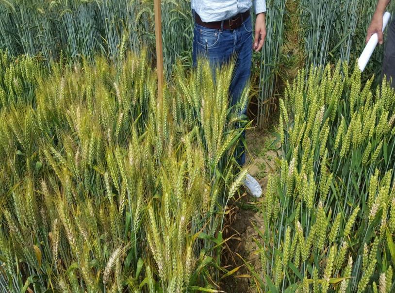 3. MATERIJAL I METODE Dvadeset i tri genotipa ozime pšenice, uključujući 18 oplemenjivačkih linija Bc instituta Zagreb i pet standarda različite otpornosti na FHB (RENAN, PONCHEAU, ROAZON, ŽITARKA i