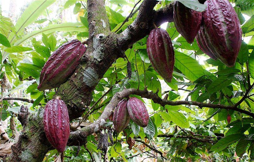 tome, najveći proizvođači kakaoa su u Evropi i Severnoj Americi (Ballesteros i sar., 2015).