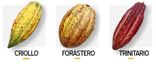 3.1.3. Poreklo i karakteristike triju vrsta kakao zrna Postoje tri vrste kakao zrna koje se danas koriste u proizvodnji čokolade.