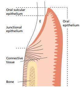 Gingivalni sulkus je pukotina koju čine slobodna gingiva sa krunicom zuba.