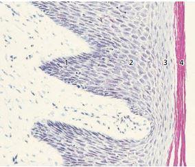 4. Stratum korneum- sastavljen od pločastih ćelija sa velikom količinom keratina (Slika 5.). Slika 5. Histoški prikaz oralnog epitela gingive. (3) Preuzeto iz : (Lindhe J.