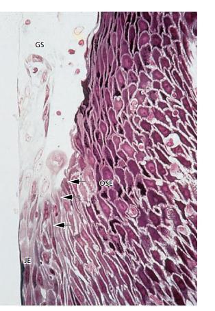 Sulkusni epitel je epitel koji ne keratinizira i sadrži iste slojeve kao oralnogingivalni epitel, ali bez rožnatog sloja. Znatno je tanji od oralnog epitela gingive.
