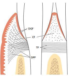 U ekstraalveolarna ubrajamo: cirkularna, dentogingivalna, dentoperiostalna i transseptalna (Slika7.) (3).