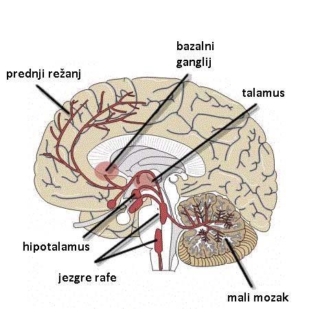 živčanom sustavu služi kao neurotransmiter, ali je uloga 5-HT u biološkim sustavima mnogo složenija i kompleksnija.