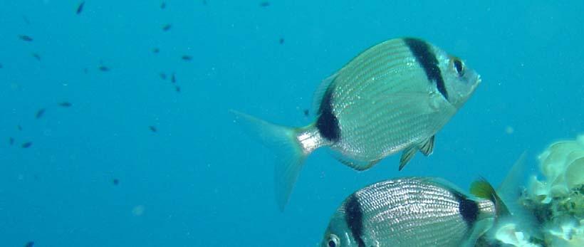 Diplodus vulgaris Fratar Fratar (Slika 71) je priobalna vrsta, a u Jadranu je brojan i rasprostranjen uz čitavu obalu.