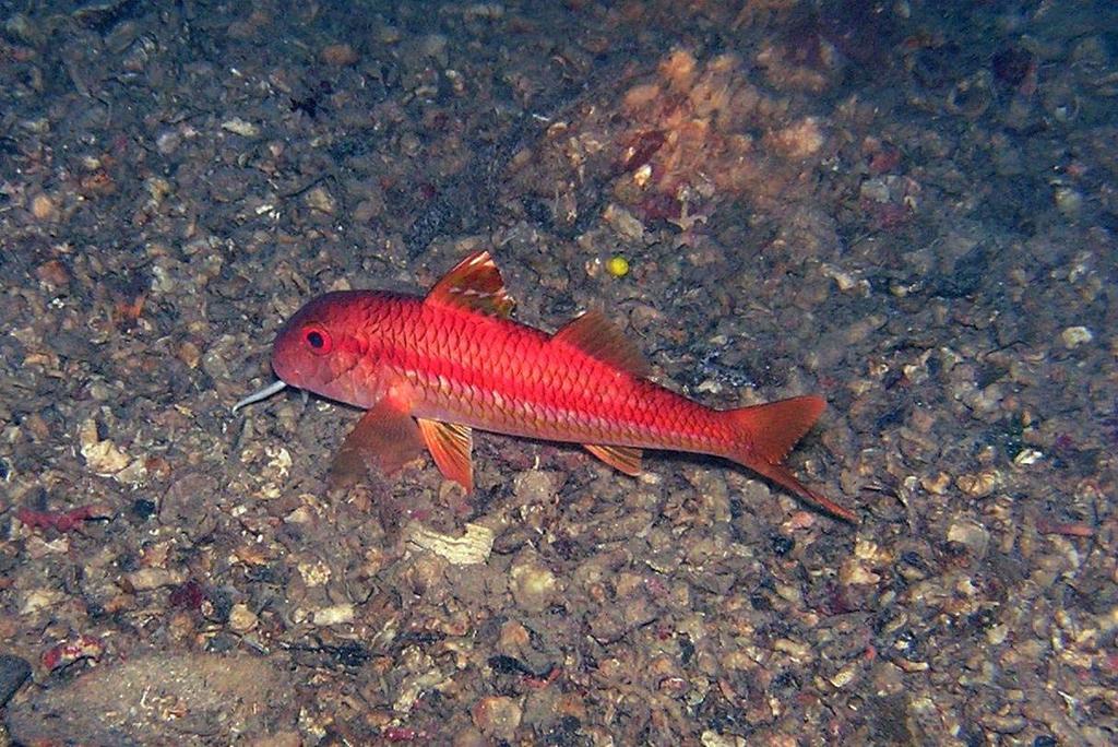 Mullus surmuletus Trlja od kamena Trlja od kamena (Slika 16) spada među gospodarski vrijedne i, općenito uzevši, brojnije zastupljene vrste u lovinama mreža poponica.