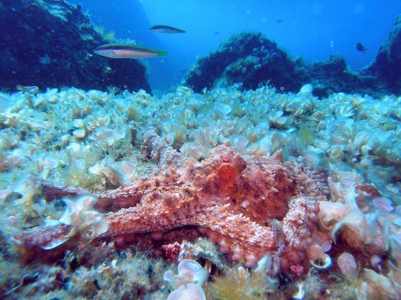 Slika 20. Octopus vulgaris (hobotnica) Homarus gammarus Hlap Hlap je najveći desetonožni (Crustacea; Decapoda) rak Jadranskog mora.