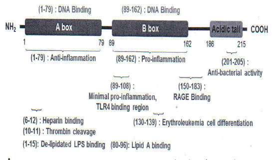 HMGB1 је нехистонски хромозомски протеин, састоји се од 215 аминокиселина, молекулске масе око 28kD и присутан је у готово свим типовима ћелија.
