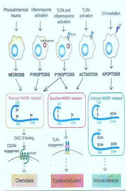 способност везивања HMGB1 за рецепторе као и његова биолошка активност.