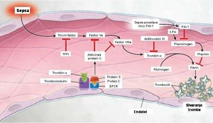 СЛИКА 11 Прокоагулантни механизми у сепси Активација коагулације у сепси je један од главних механизама у развоју дисфункције органа. Она се примарно покреће преко ткивног фактора (TF).