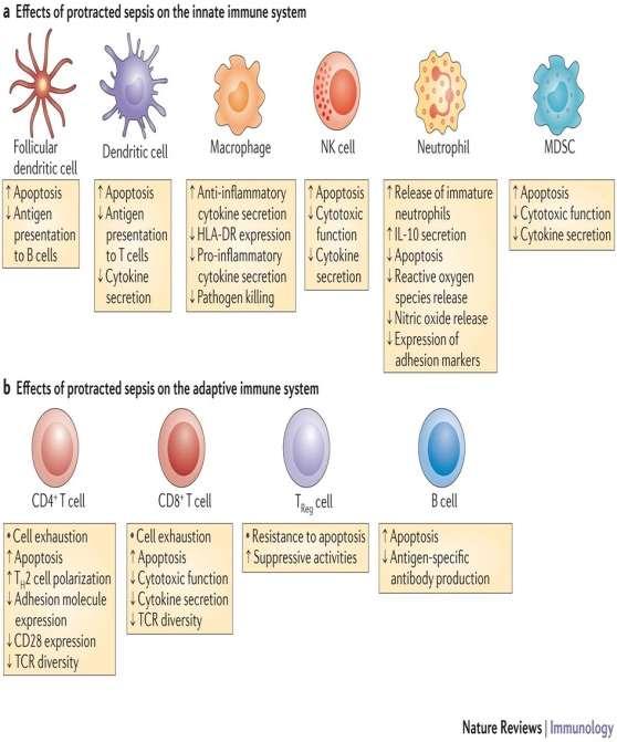 моноцитног репрограмирања односно секрецијом потпуно новог сета цитокина са другачијим дејством (74,75) СЛИКА 13 Ефекти сепсе на функцију ћелија урођене и стечене имуности Такође, и нервни механизми