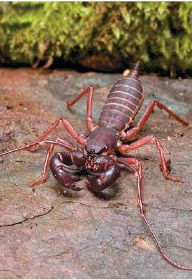 Dobivanje karboksilnih kiselina Jedna vrsta škorpiona izbacuje odbrambenu