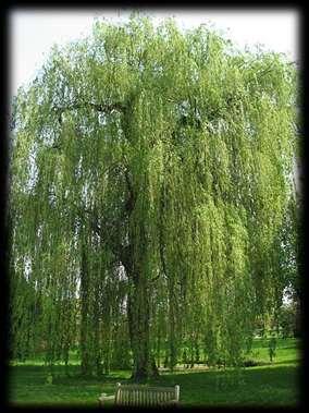 Salicilna kiselina je prvi put izolovana iz kore vrbe, drveta iz roda Salix.