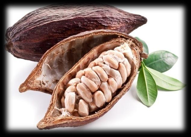 1.2.Kakao Kakao se dobiva iz biljke kakaovac (Theobroma cacao), koja pripada porodici Sterculiaceae. To je vazdazeleno drvo (Slika 1.5.