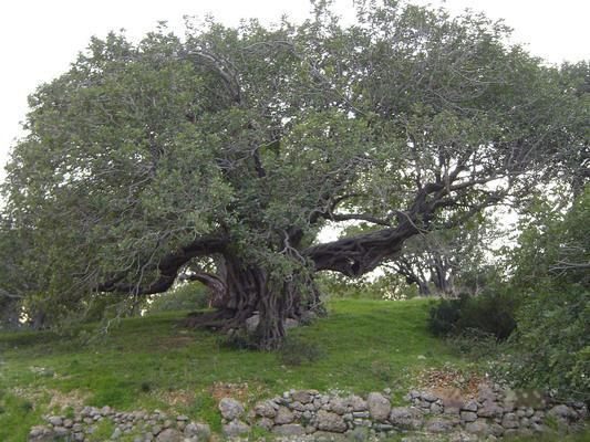 1.1. Rogač Rogač ( Ceratonia siliqua, L.) je biljka iz porodice mahunarki, Fabaceae (Biner i sur., 2007). Pripada podporodici Caesalpinioidae.