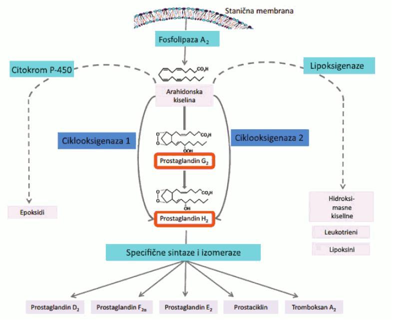 lipoksini i različite hidroksimasne kiseline te djelovanjem citokroma P 450 epoksigenaze nastaju epoksidi.