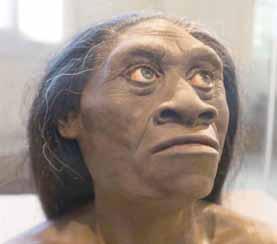 U na uci ozna ~e ni kao Homo floresiensis, ho bi ti su pro sje ~no bi li vi so - ki 106 cen ti me ta ra, ima li su ma li mo zak ve li ~i ne {im pan - zi nog i bi