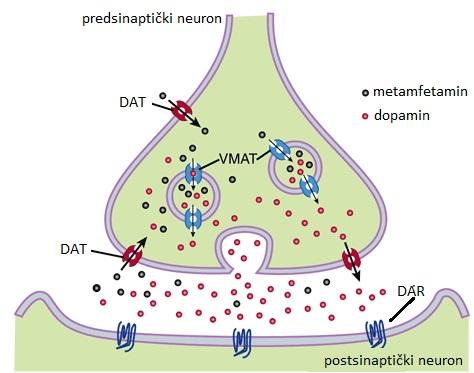dopaminske transmisije na predsinaptičke i postsinaptičke neurone, kao i utjecaji psihostimulansa na gensku aktivnost. Slika 2. Mehanizam djelovanja metamfetamina.