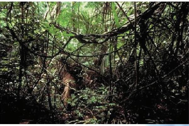 Šume tropskog pojasa Tropska kišna šuma: ograničena na ekvatorijalno područje, a obilježava je topla i