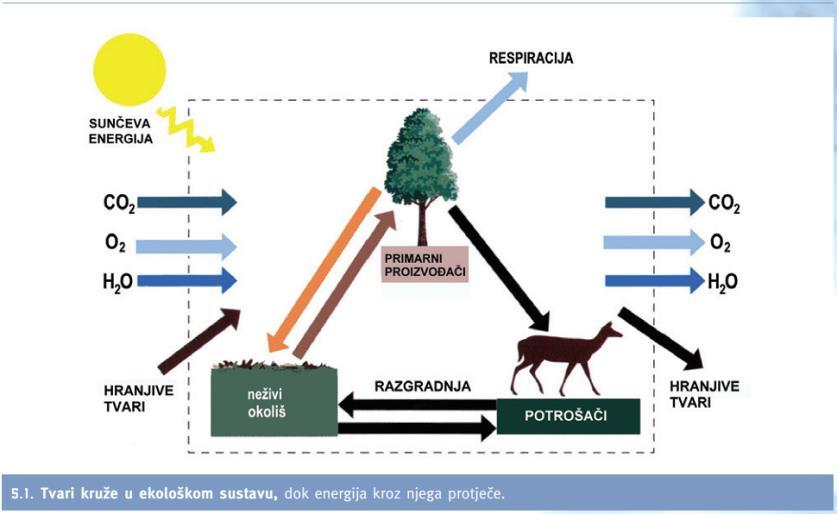 Hranjivi ciklus Cijeli ciklus započinje sa Sunčevom energijom koju zelene biljke koriste u procesu fotosinteze (nazivamo ih primarnim proizvođačima jer proizvode organsku tvar koristeći prvi izvor