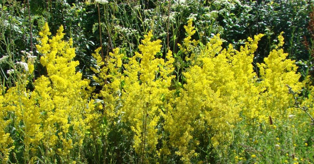 1.1. Опис врсте Galium verum Galium verum L. (жуто ивањско цвеће, броћац, богородичин простирач, Иванова трава) је вишегодишња зељаста биљка која припада породици Rubiacea.