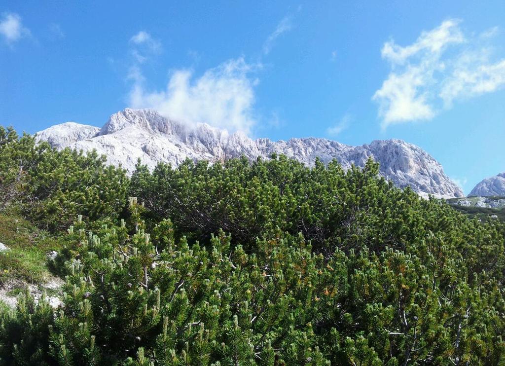 Oprašivanje je anemofilno, muški i ženski strobilusi se pojavljuju VI-VII meseca,