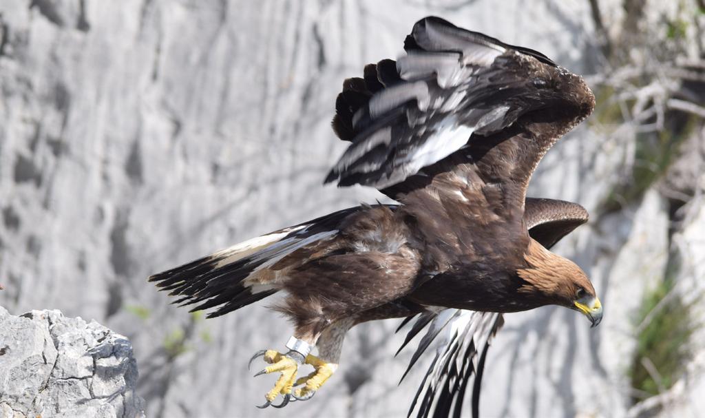 Suri orao (Aquila chrysaetos) obilježen