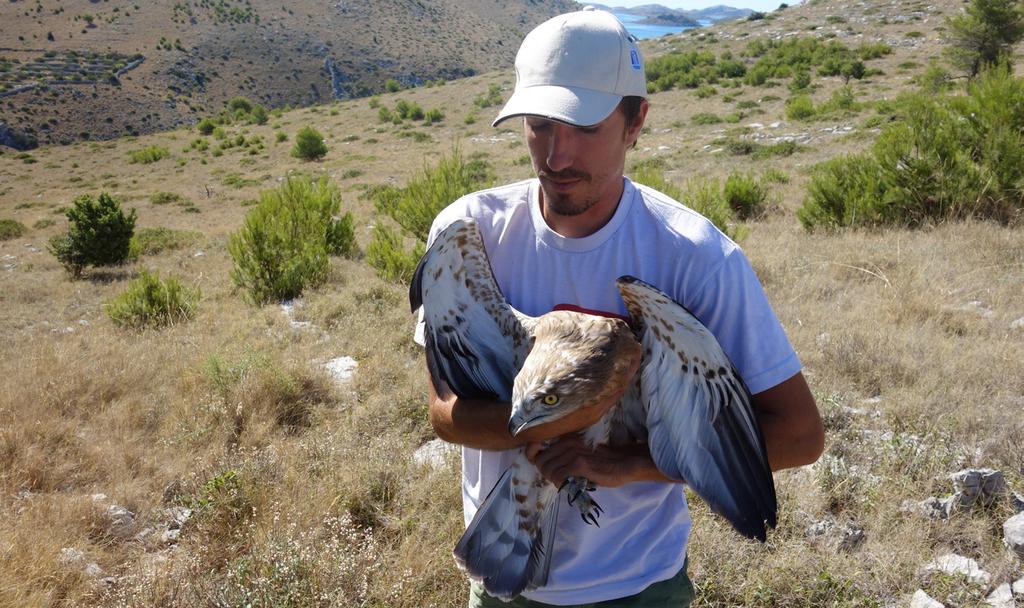 Obilježavanje orla zmijara (Circaetus gallicus) -