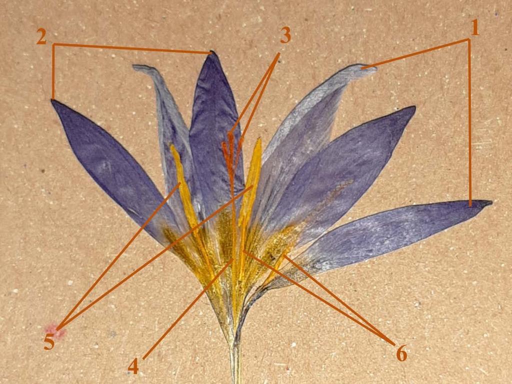 Slika 2. Prikaz građe cveta na herbarskom reprezentu vrste C. randjeloviciorum. 1 - spoljašnji segmenti perigona, 2 - unutrašnji segmenti perigona; 3 - žig tučka; 4 stubić; 5 antere; 6 - filamenti.