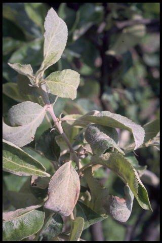 pepelnica jabuke, heterotalusna vrsta u