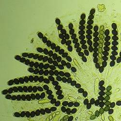 miceliji, većinom ne obrazuju