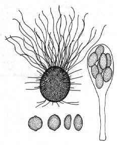 spp. producenti