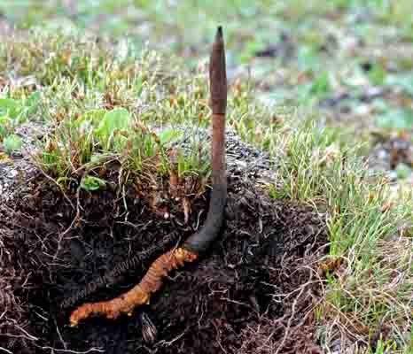 Cordyceps sinensis