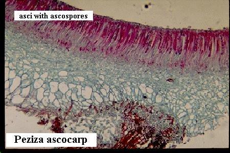 Apotecije: Pezizales gimnokarpne - otvorene od početka razvoja, hemiangiokarpne - na