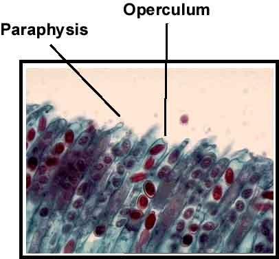 centimetara, retko obrazuju konidijski stadijum, polni proces često odsutan, askospore