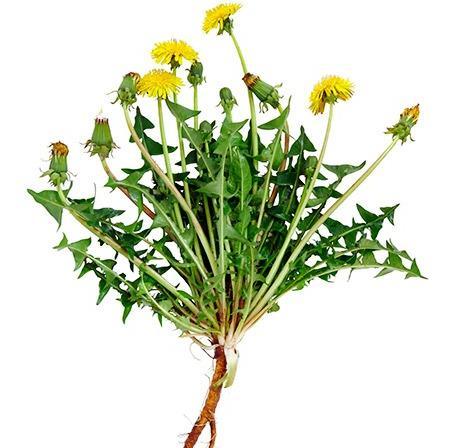 - salata Sonchus sp.