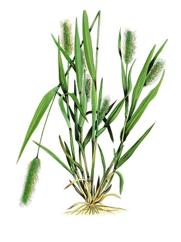 Familija Poaceae Panicum